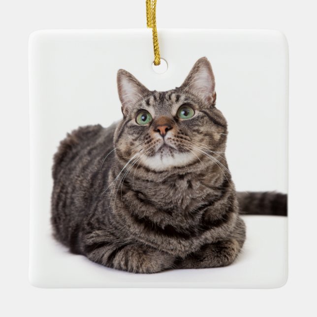 Gray Tabby Cat Keramikornament (Vorderseite)