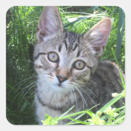 Gray Tabby Cat Quadratischer Aufkleber