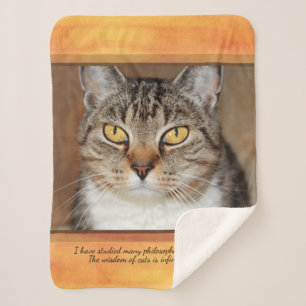 Gray Tabby Cat Sherpadecke