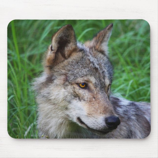 Gray Timber Wolf Mousepad (Vorne)