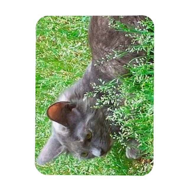 Gray Tortie Cat Magnet (Vertikal)