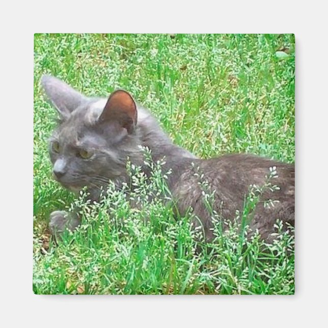 Gray Tortie Cat Magnet (Vorne)