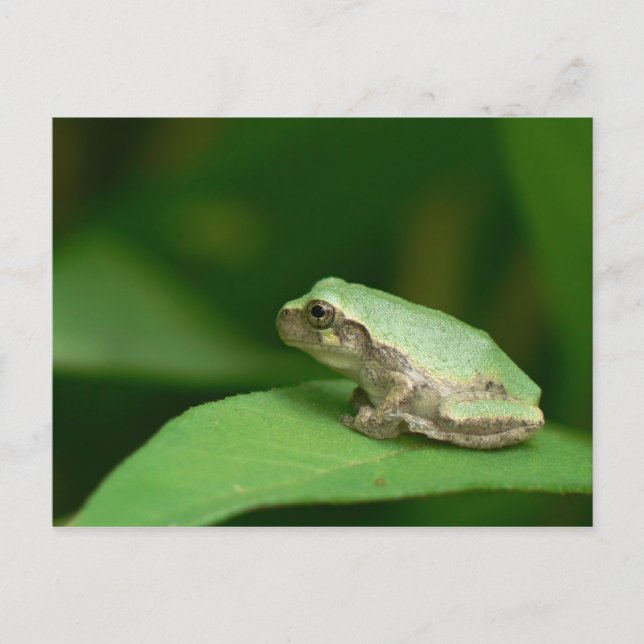 Gray Tree Frog Postcard. Postkarte (Vorderseite)