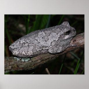Gray Tree Frog Poster