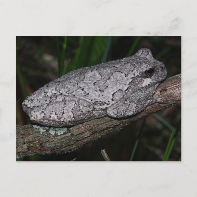Gray Tree Frog Postkarte (Vorderseite)