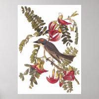 Gray Tyrant Kingbird Audubon Vintag Art Buchzeiche