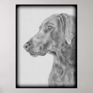 Gray Weimaraner Dog Poster