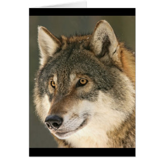 Gray Wolf