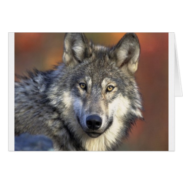 Gray Wolf (Vorderseite (Horizontal))