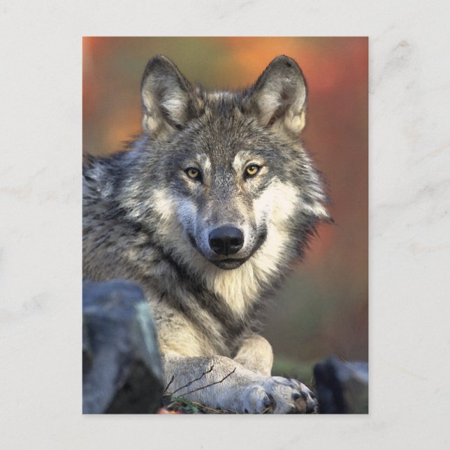 Gray Wolf Art Postkarte (Vorderseite)