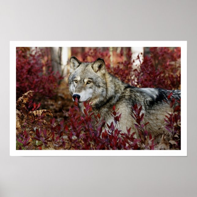 Gray Wolf Art Print Poster (Vorne)