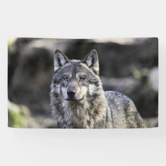 Gray Wolf Banner (Horizontal)