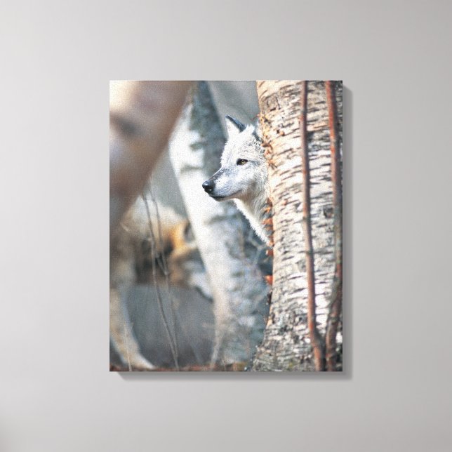 Gray Wolf Behind Tree Leinwanddruck (Vorderseite)