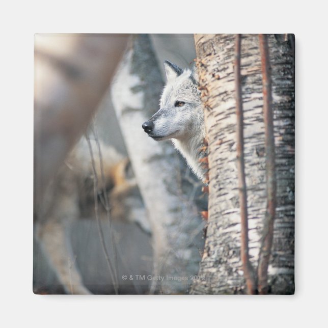 Gray Wolf Behind Tree Magnet (Vorne)