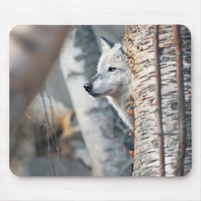 Gray Wolf Behind Tree Mousepad (Vorne)