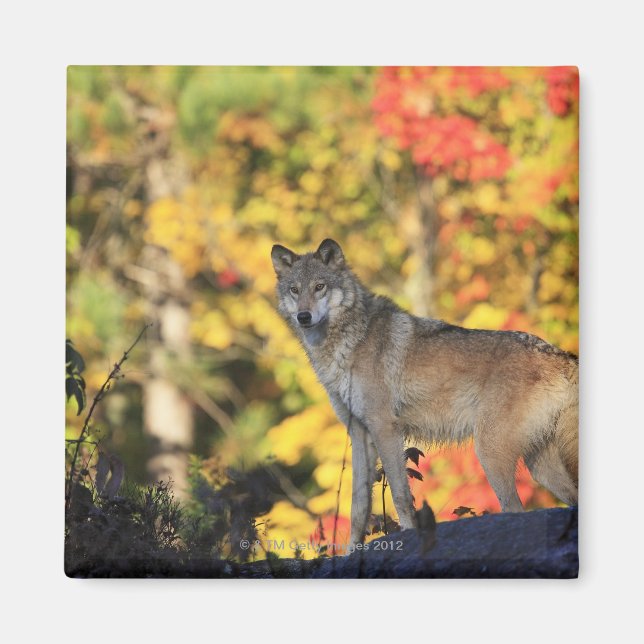 Gray Wolf Canis lupus.org: Fleischfresser Magnet (Vorne)
