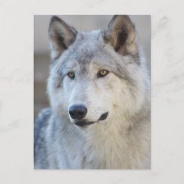 Gray Wolf Closeup Postkarte