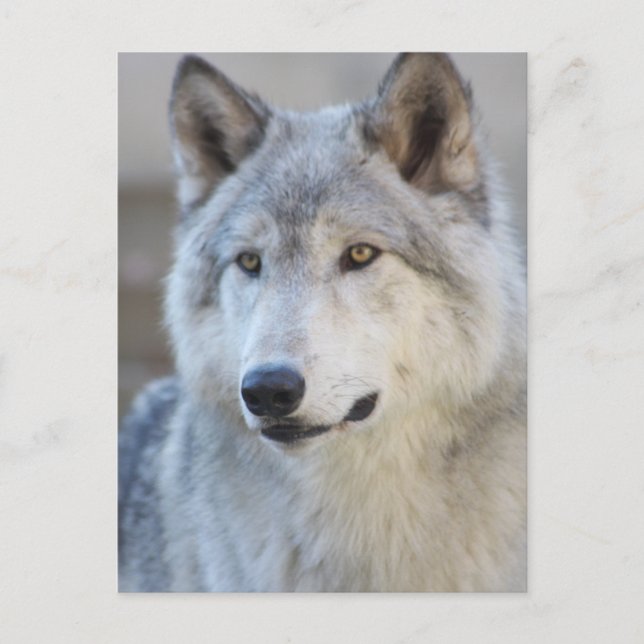 Gray Wolf Closeup Postkarte (Vorderseite)