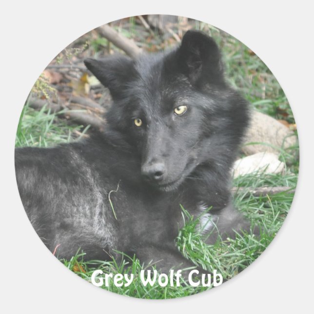 GRAY WOLF CUB Wildlife Supporter Stickers (Vorderseite)