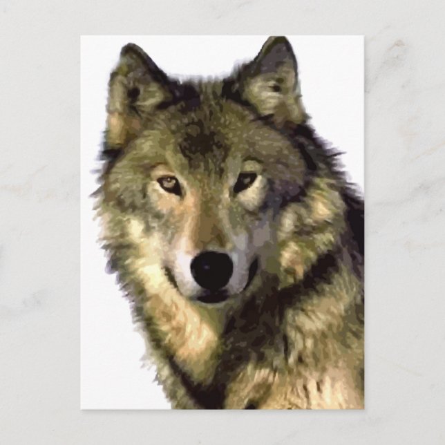 Gray Wolf Feiertagspostkarte (Vorderseite)