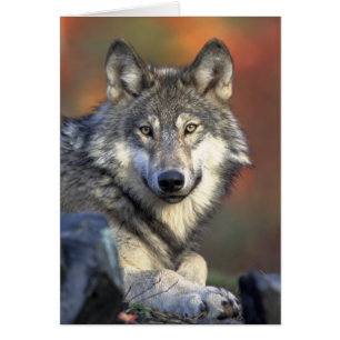 Gray Wolf Foto