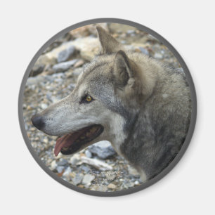GRAY WOLF Foto Magnet