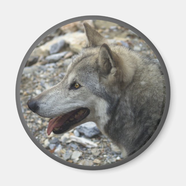 GRAY WOLF Foto Magnet (Vorne)