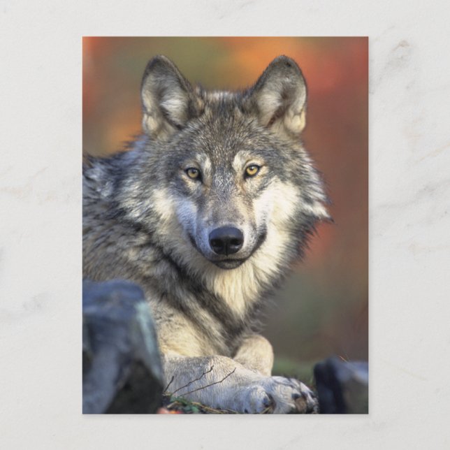 Gray Wolf Foto Postkarte (Vorderseite)