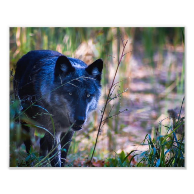 Gray Wolf Fotografie Print (Vorne)