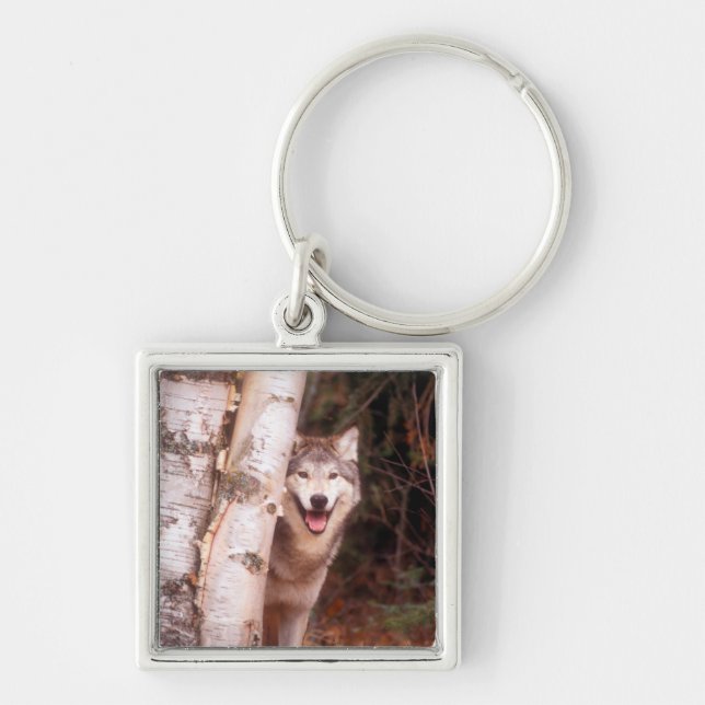 Gray Wolf Hinter einem Baum Schlüsselanhänger (Vorne)