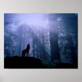 Gray Wolf Howling in der Morgendämmerung Poster