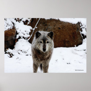 Gray Wolf im Schnee Poster