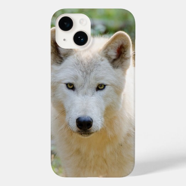 Gray Wolf, kanadische Tierfotografie Case-Mate iPhone 14 Hülle (Rückseite)