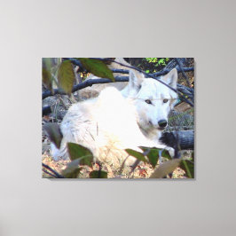 Gray Wolf Leinwand