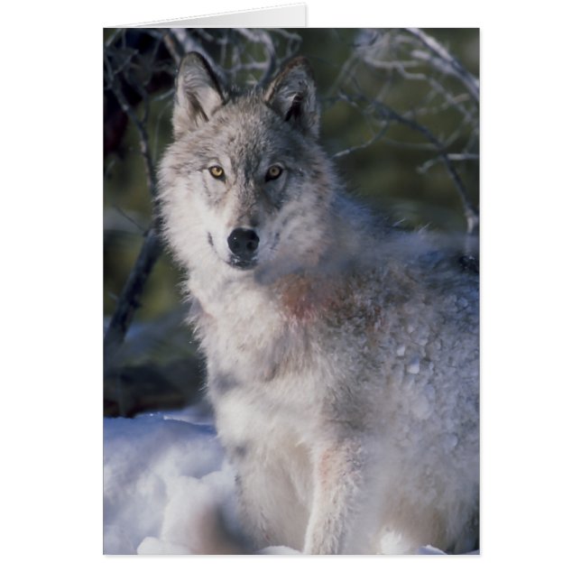 Gray Wolf Lovers (Vorne)
