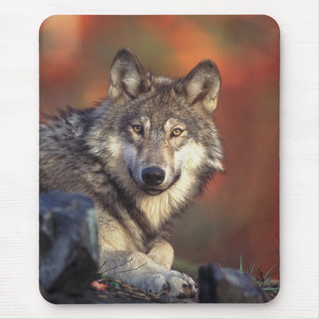 Gray Wolf Mousepad (Vorne)