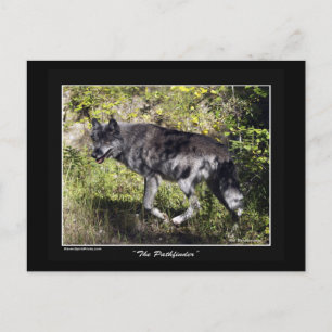 Gray Wolf Post Card Postkarte