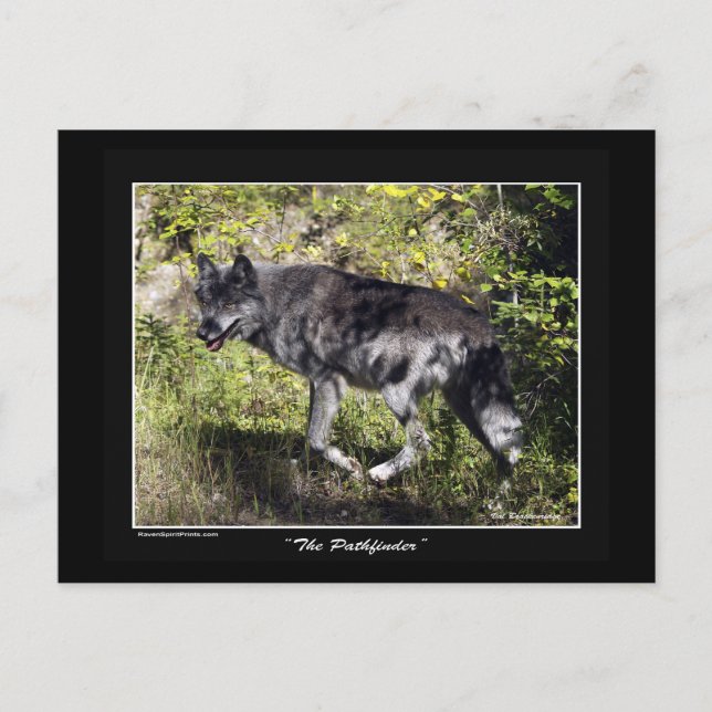 Gray Wolf Post Card Postkarte (Vorderseite)