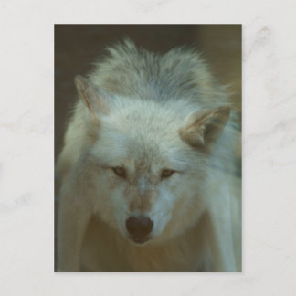Gray Wolf Postcard Postkarte