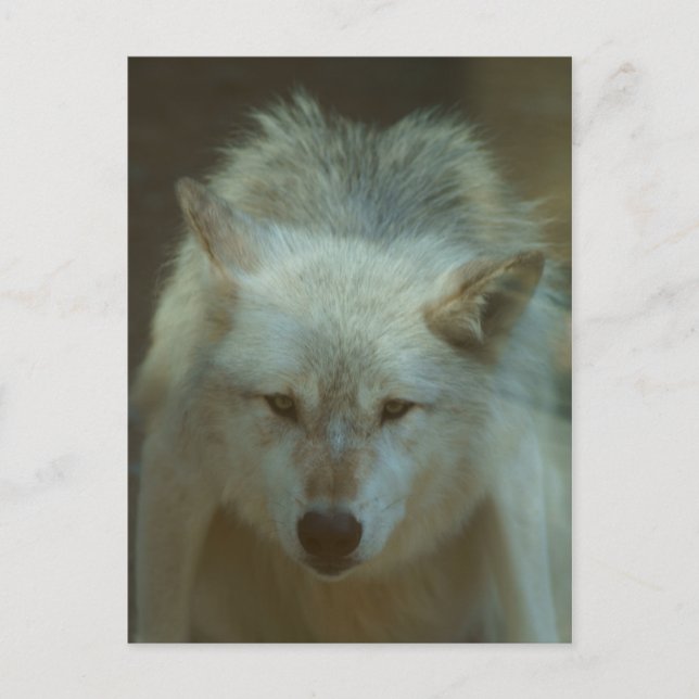 Gray Wolf Postcard Postkarte (Vorderseite)