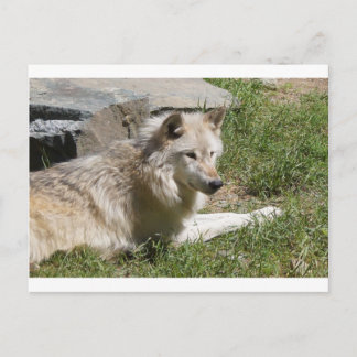 Gray Wolf Postcard Postkarte