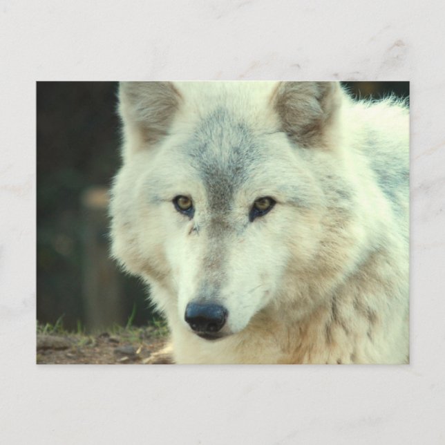 Gray Wolf Postcard Postkarte (Vorderseite)