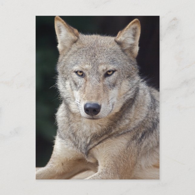 Gray Wolf Postcard Postkarte (Vorderseite)