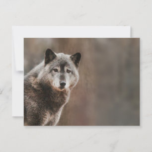 Gray Wolf Postkarte