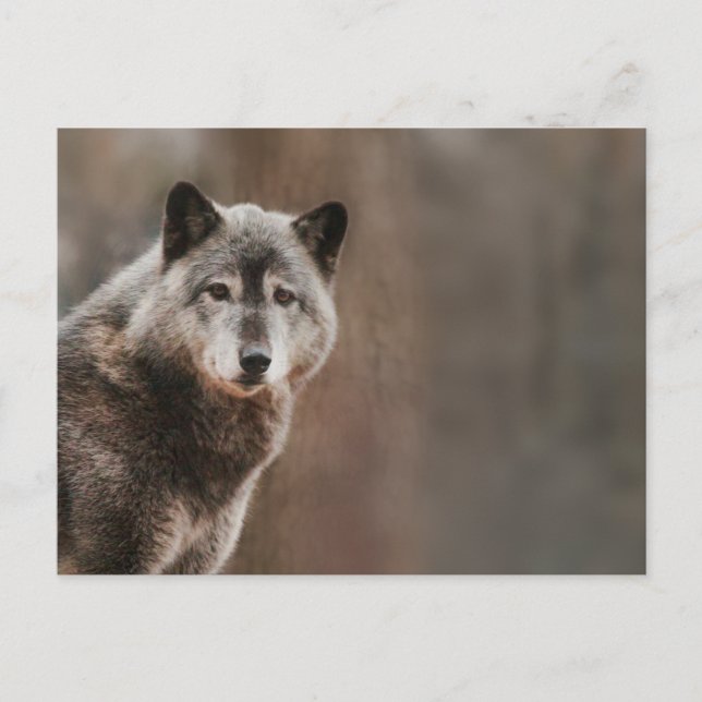 Gray Wolf Postkarte (Vorderseite)