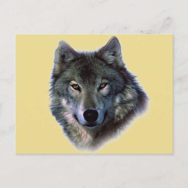 Gray Wolf Postkarte (Vorderseite)