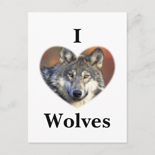 Gray Wolf Postkarte (Vorderseite)