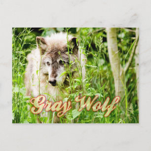 Gray Wolf Postkarte