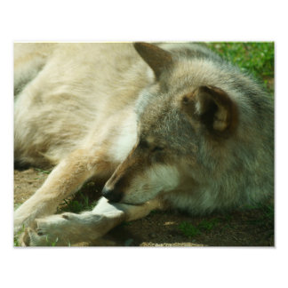Gray Wolf Print Fotodruck