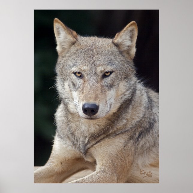 Gray Wolf Print Poster (Vorne)